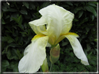 foto Fiori